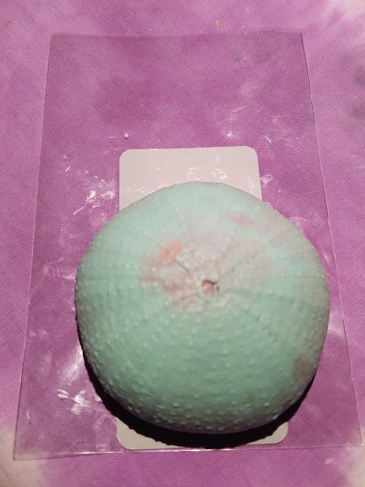 AC - Sea Urchin Soap